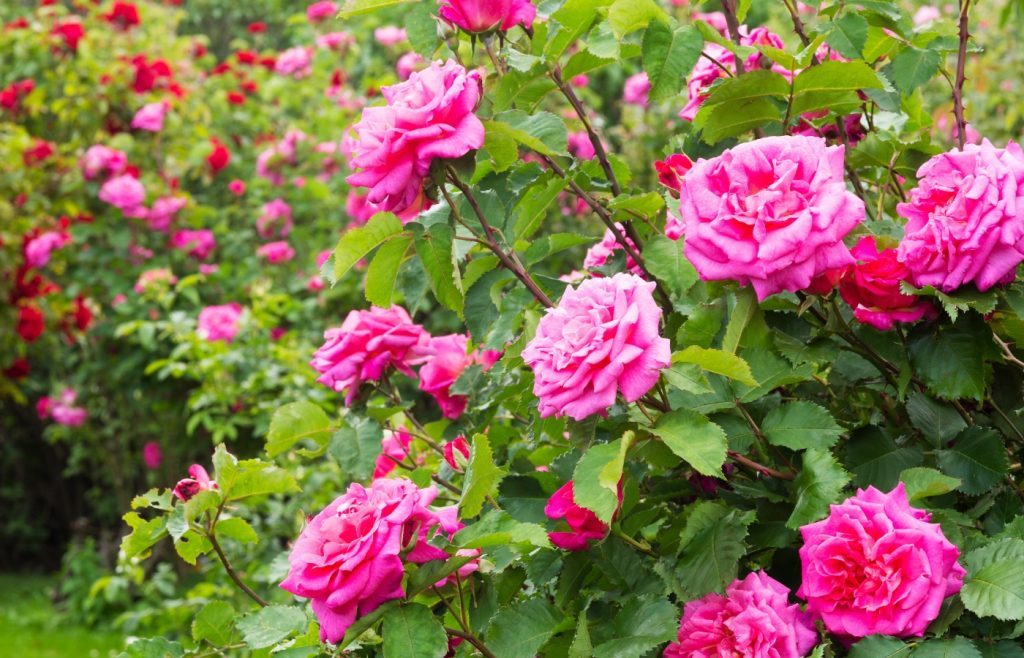 pruning tips for roses
