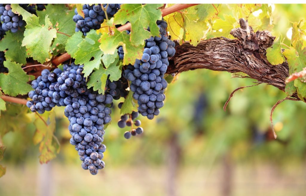 When to prune vines
