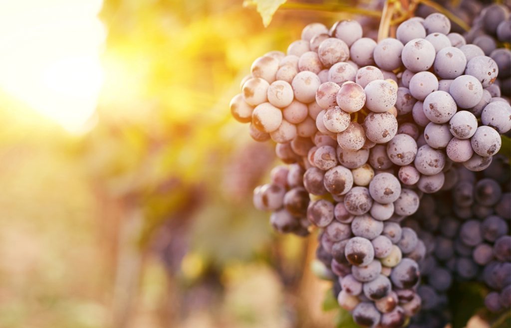 Pruning vines grapes