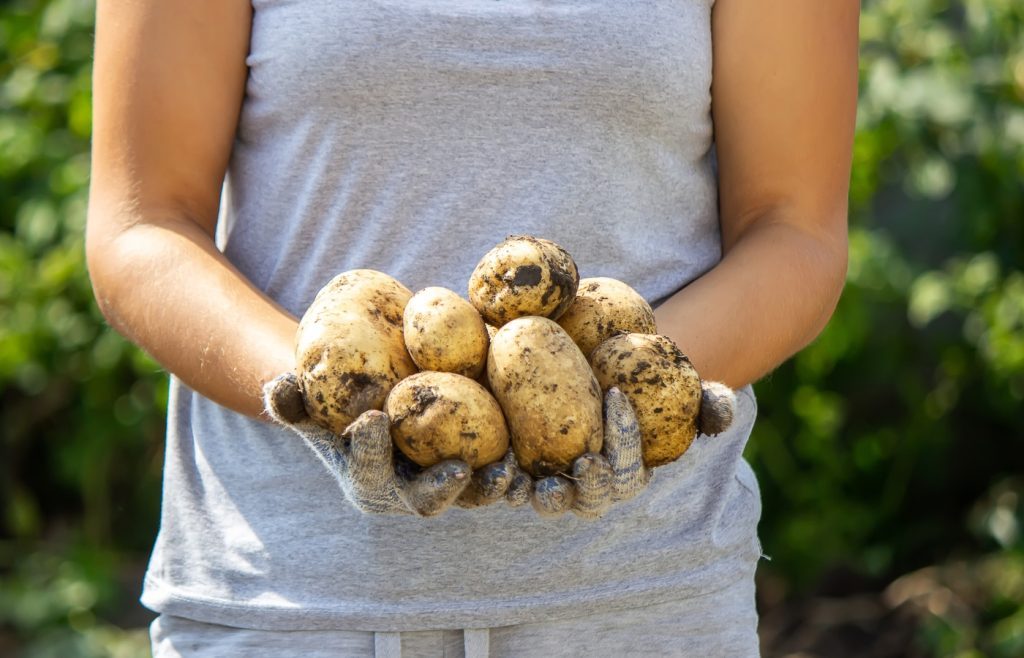 harvesting potatoes