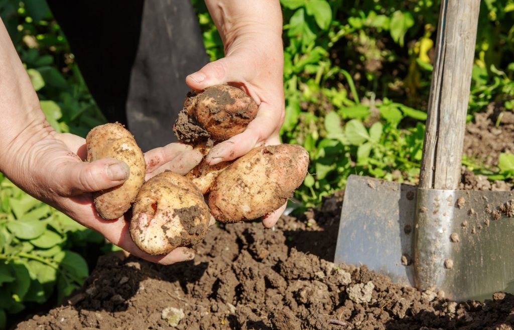 planting potatoes in the garden