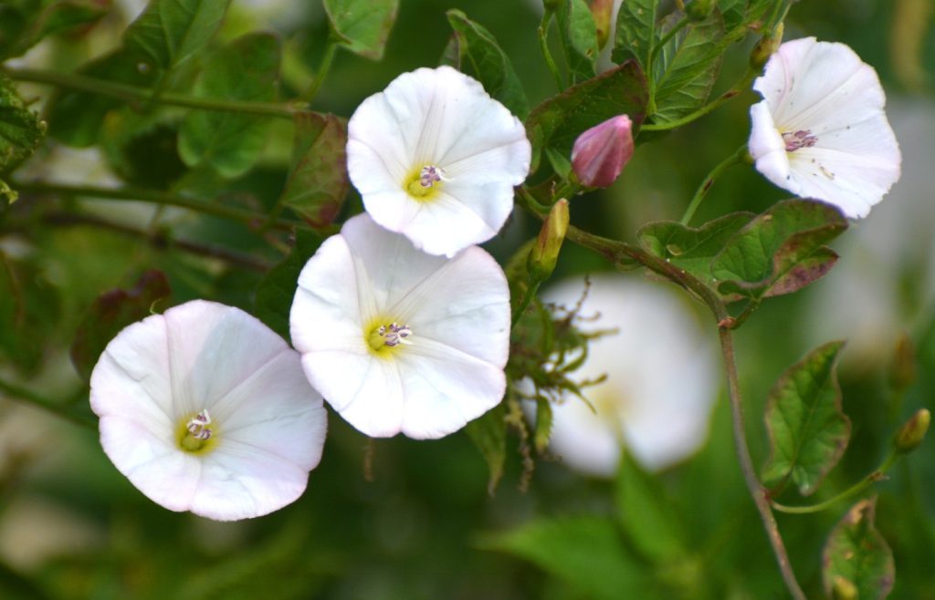 solutions against bindweed
