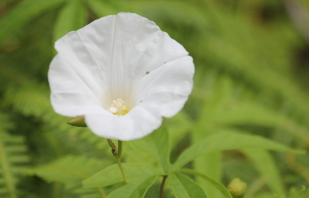 hedge bindweed