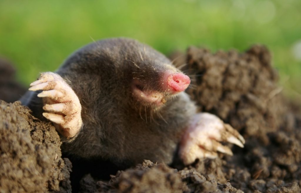 How to drive moles away