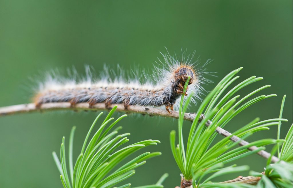 how to get rid of processionary caterpillars