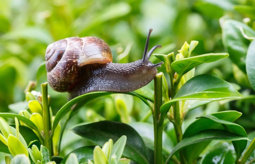 eliminate snails in the garden