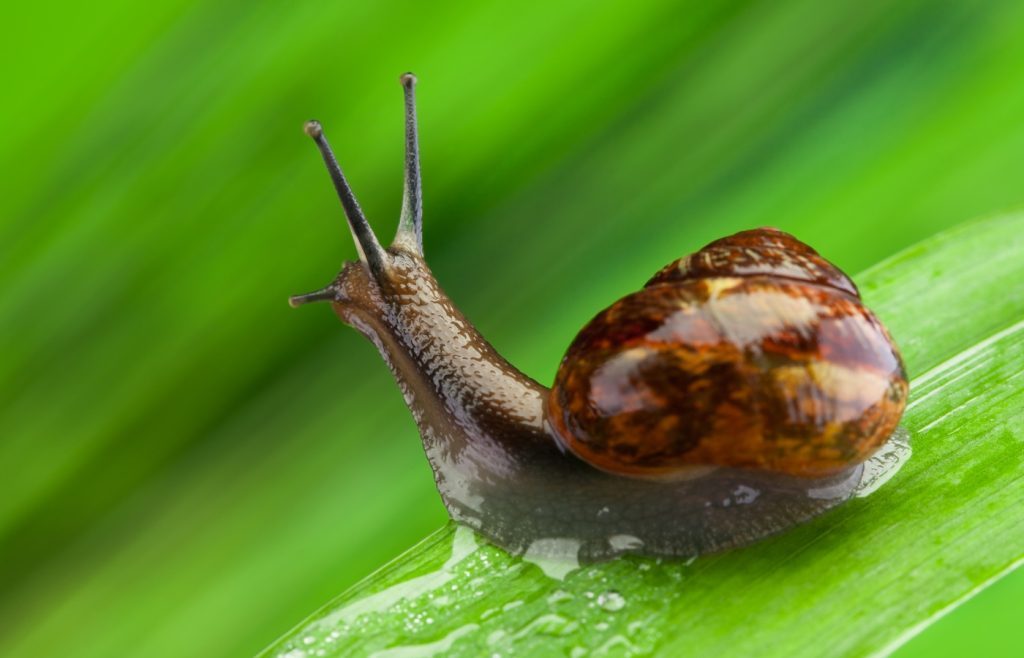 solutions against snails